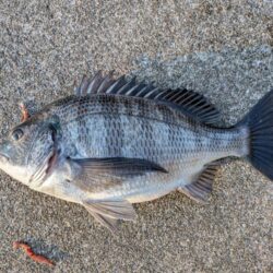 カレイ狙いでチヌ